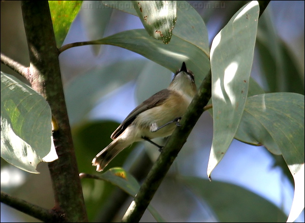 Large-billed Gerygone largebilled_gerygone_16078.psd
