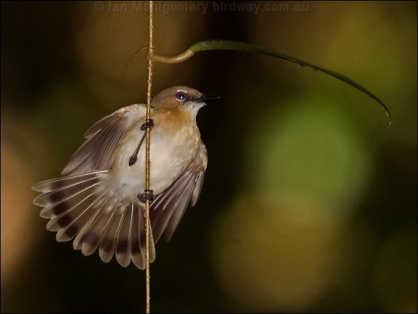 Large-billed Gerygone largebilled_gerygone_80572.jpg