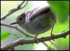 largebill_scrubwren_30045