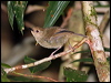 largebill_scrubwren_64333