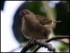 largebill_scrubwren_85206