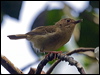 largebill_scrubwren_85209