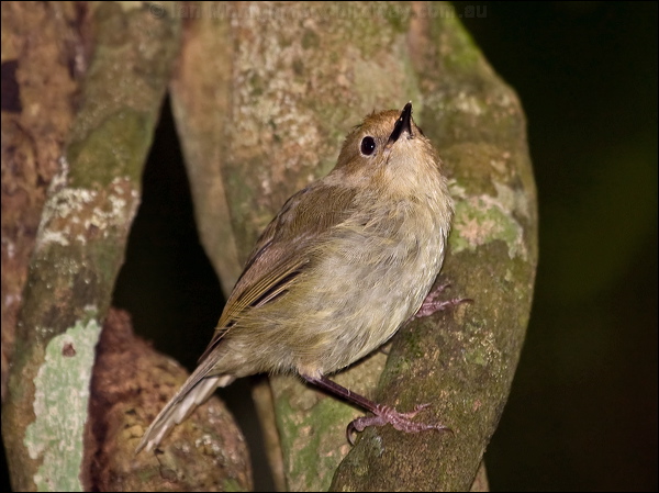 Large-billed Scrubwren largebill_scrubwren_180746.psd