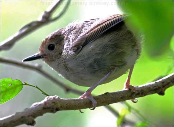 Large-billed Scrubwren largebill_scrubwren_30045.psd