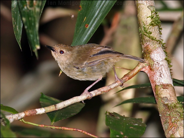 Large-billed Scrubwren largebill_scrubwren_64333.psd
