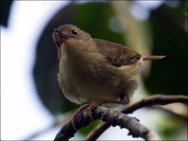 Large-billed Scrubwren largebill_scrubwren_85206.psd
