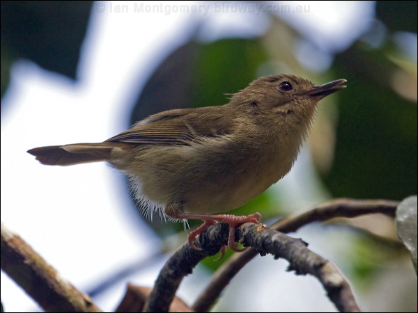 Large-billed Scrubwren largebill_scrubwren_85209.psd