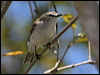 mangrove_gerygone_58811