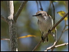 mangrove_gerygone_58814