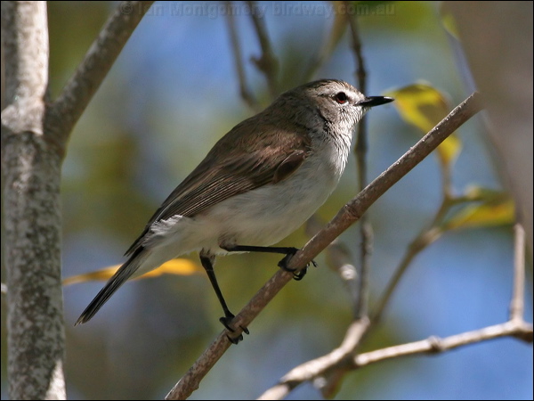 Mangrove Gerygone mangrove_gerygone_58797.psd