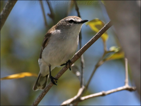 Mangrove Gerygone mangrove_gerygone_58811.psd