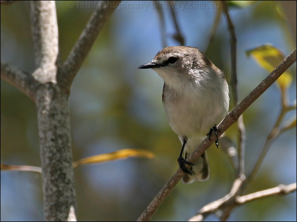 Mangrove Gerygone mangrove_gerygone_58814.psd