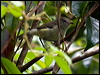 mountain_thornbill_84554