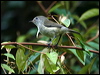 Click here to enter gallery and see photos/pictures/images of  Mountain Thornbill