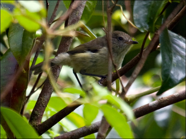 Mountain Thornbill mountain_thornbill_84554.psd