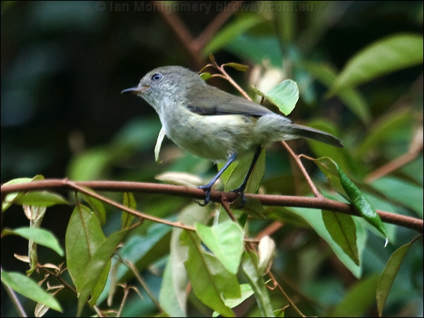 Mountain Thornbill mountain_thornbill_84556.psd