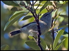 norfolk_is_gerygone_140535