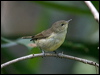 norfolk_is_gerygone_140600