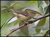 norfolk_is_gerygone_141486