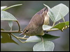 norfolk_is_gerygone_141492