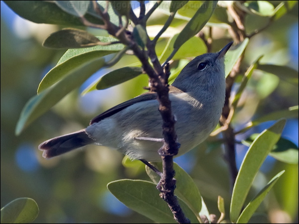 Norfolk Gerygone norfolk_is_gerygone_140535.psd