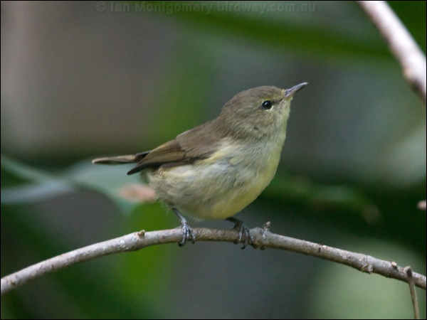 Norfolk Gerygone norfolk_is_gerygone_140600.psd