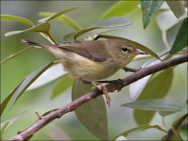 Norfolk Gerygone norfolk_is_gerygone_141486.psd