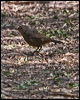 pilotbird_164150