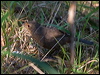 Click here to enter gallery and see photos/pictures/images of Pilotbird 