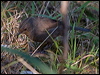 pilotbird_164380
