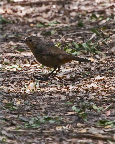 Pilotbird pilotbird_164150.psd