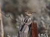 Click here to enter gallery and see photos/pictures/images of Redthroat 