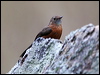 rockwarbler_59365