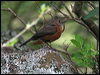 rockwarbler_59374