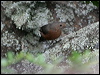 rockwarbler_59376