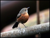 rockwarbler_59384