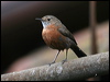 rockwarbler_59397