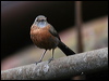 rockwarbler_59398