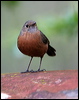 rockwarbler_59419