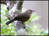 rockwarbler_59435