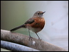 Click here to enter gallery and see photos/pictures/images of  Rockwarbler/Origma