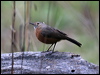 rockwarbler_59448