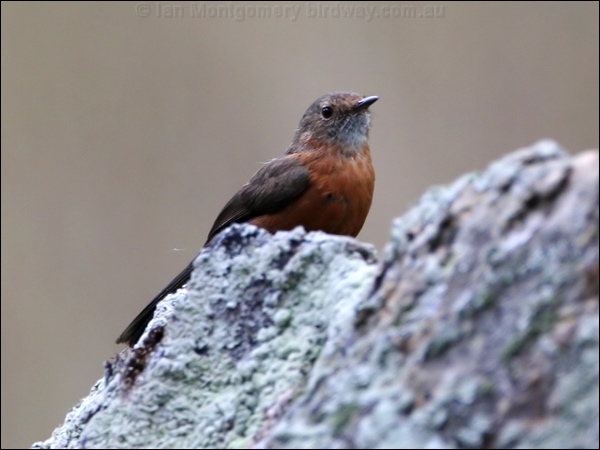 Rockwarbler/Origma rockwarbler_59365.psd