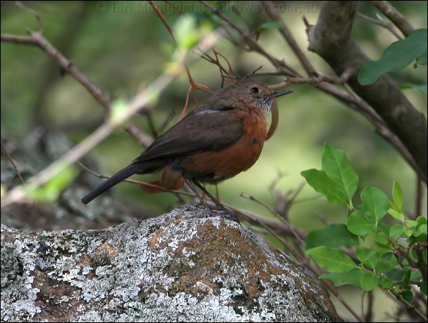 Rockwarbler/Origma rockwarbler_59374.psd