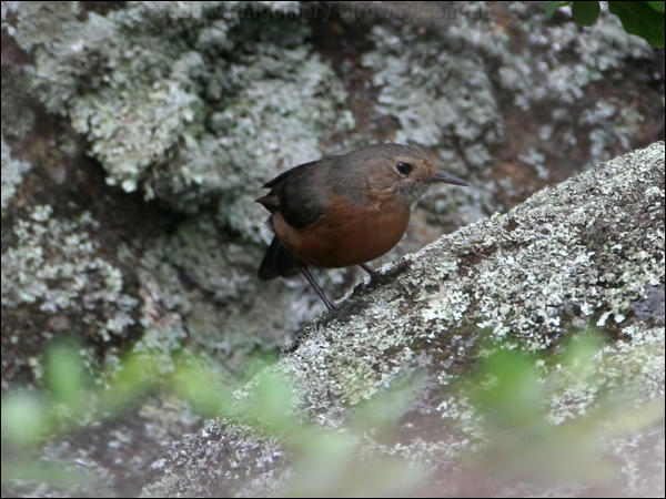 Rockwarbler/Origma rockwarbler_59376.psd
