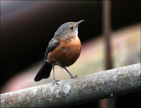 Rockwarbler/Origma rockwarbler_59384.psd
