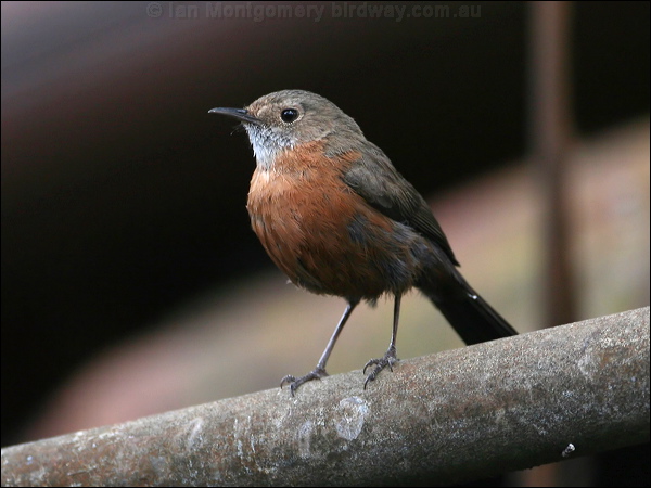 Rockwarbler/Origma rockwarbler_59397.psd
