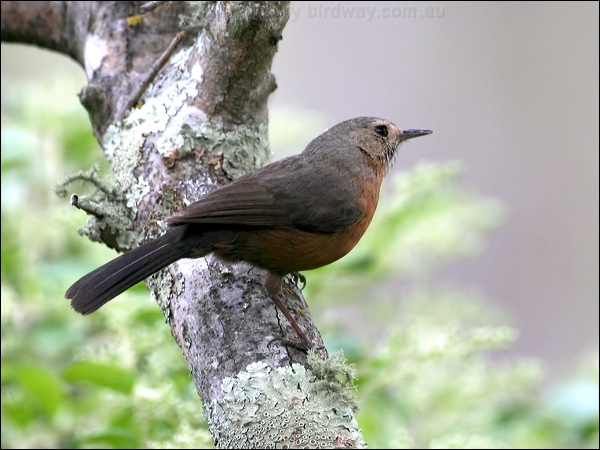 Rockwarbler/Origma rockwarbler_59435.psd