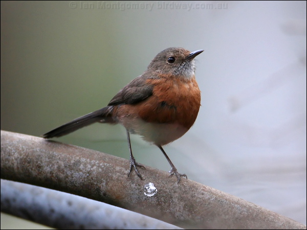 Rockwarbler/Origma rockwarbler_59436.psd