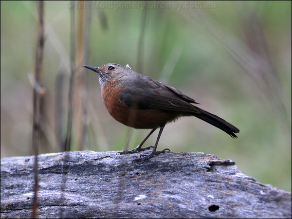 Rockwarbler/Origma rockwarbler_59448.psd